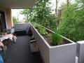 Polowa balkonu w donicy szczypiorek, Basylikum i Pietruszka